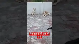 मैंने कहा है वो तुम भी सुनो #labrador #dog #doglover #puppy #cute