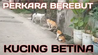 PERKARA BEREBUT KUCING BETINA