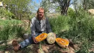 Hopi Pale Gray Squash ~ How to Eat, Plant, Save & Share