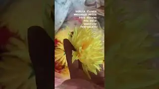 JD ARTIFICIAL DAHLIA FLOWER READDY OR RAW MATERIAL AVAILABLE #music #decoration #wedding