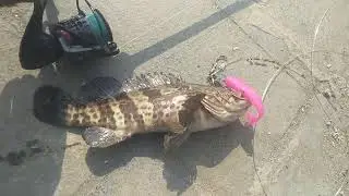 MURRVY PINK SHAD LURE FISHING #fishing #fish #mumbai #navimumbai #fishingspot @ANGLERPRITAM