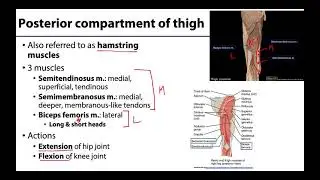 Posterior Compartment of the Thigh - M1 Learning Objectives