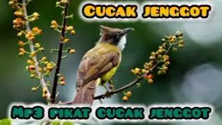 Masteran burung cucak jenggot | suara pikat burung cucak jenggot | pancingan cucak jenggot 