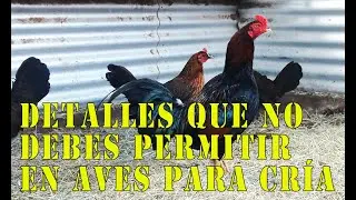 Detalles que no debes permitir en  aves para cría