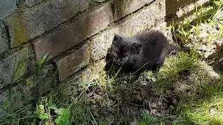20230530 134125 introducing a 5 week old kitten to neigbors nursing cats 2of2