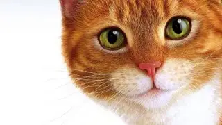 Мышкин Сын.КОШКИ Смешные Кошки Приколы Кошками2022 и котами RedCat Рыжий кот 