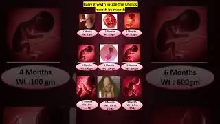 Baby Growth in Uterus during Pregnancy Month by Month 👶 #shortsfeed #shorts #youtubeshorts