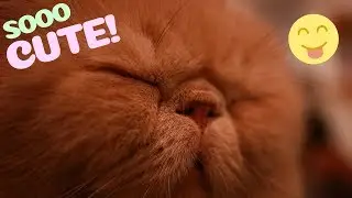 ❤ CUTE CAT CAFE & FIRST TIME ON VR // Last clips from Thailand