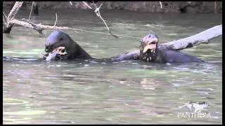 Giant Otter Eating a Fish in the Brazilian Pantanal