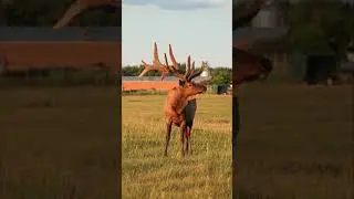 Elk Farm near Edmonton and Beaumont | Yegventures.ca
