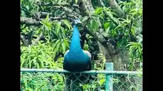 මොණර රංචුව pack of Peacock #2025#automobile#whatsappstatus#peacock #birds #flood#youtubeshorts#ditwa