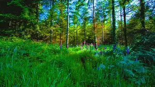 Beautiful Forest Stream, River Sounds, Singing Birds, 1 Hour for Relax Time