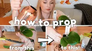complete guide to hoya propagation 🌱 only 4 easy steps!