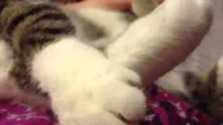 Precious kitty moments