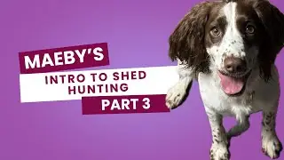 Dogbone Shed Antler Training Intro Part 3