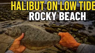Low Tide Halibut Fishing at the Edge of the Reef &ndash; Big Bites in Shallow Water!