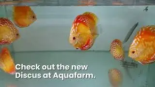 Discus fish at Aquafarm International!