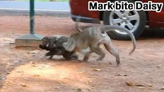 TERRIBLE bite with no reason! Mom DAISY hug her baby DANTE run escape from MAK attacking