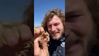 WILD THORNY DEVIL! #short #shorts #wildlife #animal #australia #reptiles #travel #animal