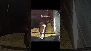 Horse Wants to Play | Pure Barn Energy