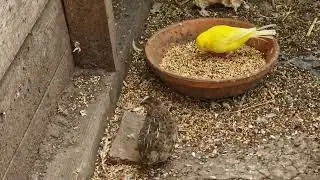 Home Mixed Aviary! 15Meters +