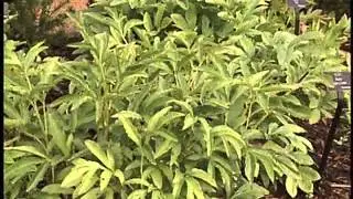 Gardening in the Zone: Dividing Peonies