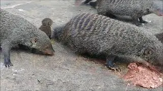 Banded Mongoose Babies Try Bonemeal Oct 2018