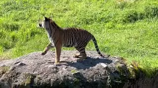 Feeding Tiger 🐅 in Point Defiance Zoo