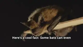 Busting the Myth Are Bats Really Blind