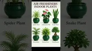 Best indoor plants #trending #shorts #gardening