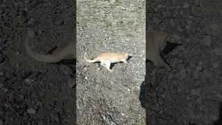 A cat digging the soil#subscribe#rbmchannel