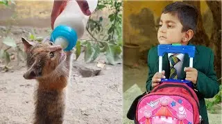 Shaitan Vs Little Child | new kitten meowing  | Attock Tv New Video