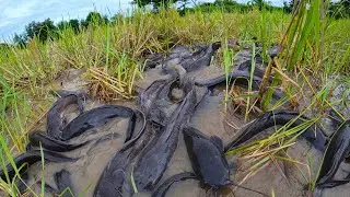 wow best hand fishing - catching a lot of fish at rice field by hand a fisherman skill