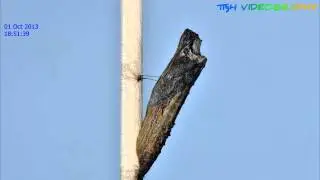 Common Mime (Chilasa clytia clytia) metamorphosis