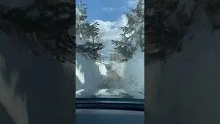 #lebanon#winter#2023#cedarsofgod