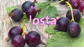 Die Jostabeere ist, wie der Name vermuten l&auml;sst, ...?