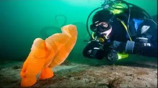 Diving Clover Point Victoria || British Columbia
