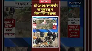 Tiger T-2408 Ranthambore से Mukandara किया गया शिफ्ट | #tiger | #shorts | #tigerreserve