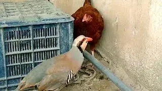 Chakor partridge vs rooster | Funny fighting chakor vs hen | chakor calling | chakor voice.