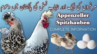 Silver Spangled Appenzeller Spitzhauben Chicken Complete information | Rare Fancy Chickens | Poultry