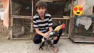 Aseel murga na new per nikal Raha ha || kia is ka per white ha 😲
