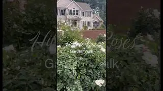 Mid-Sept walk through my rose gardens&hellip;late season blooms, soft colors, and a touch of fall beauty.