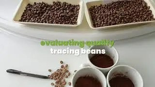 Start-up Demetria automates analysis of coffee bean quality