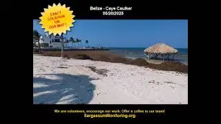 🌿🌊SARGASSUM ARRIVAL ALERT 2025 - 👉Belize - Caye Caulker