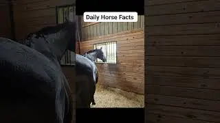 Daily Horse Facts - July 15, 2025