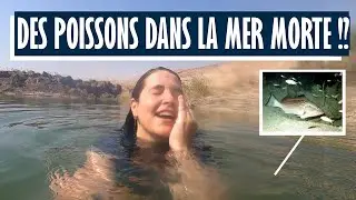 PROPHÉTIE EN TRAIN DE S'ACCOMPLIR Des poissons dans la mer Morte comme indiqué dans la Bible