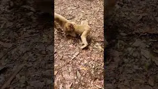 Wild monkey Pigtail playing fun #monkey #wildmonkey #shortsvideo