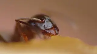 Honey Ant 🍯 🐜 - Macro Video / Photography - Panasonic + Raynox - Macro Shots