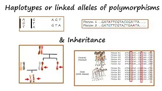 Haplotypes or alleles of linked polymorphisms & Inheritance (Tutorial)