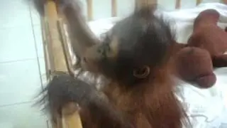 Orang Utan Pt 1